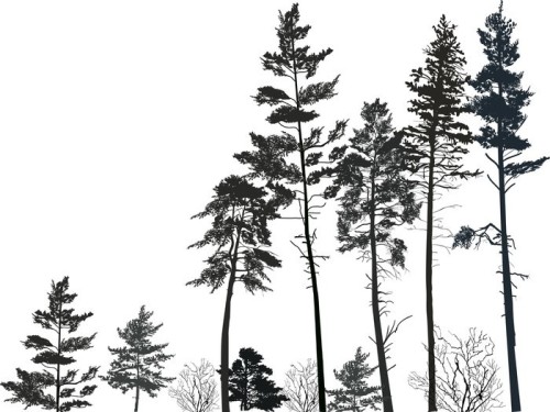 Fototapeta Wysoki las sosnowy czarne sylwetki na białym