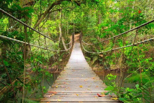 Fototapeta Most do dżungli, park narodowy Khao Yai, Tajlandia