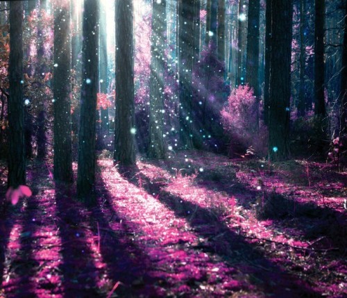 Fototapeta Krajobraz fantasy. tajemniczy stary las.