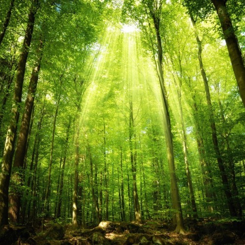 Fototapeta Sunbeam w Buchenwaldzie