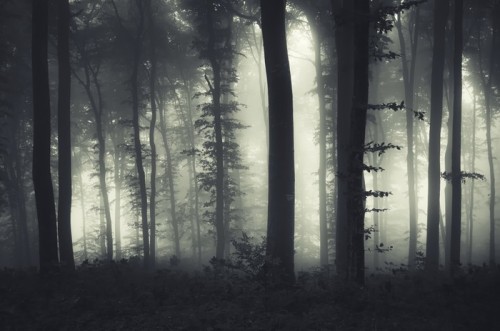 Fototapeta Wieczorem światła w ciemnym lesie misty