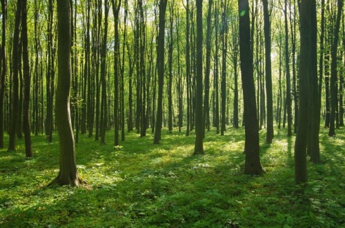 Fototapeta Las wiosną