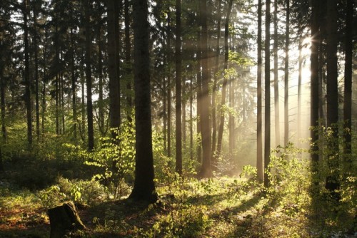 Fototapeta Misty bór podświetlany przez porannym słońcu