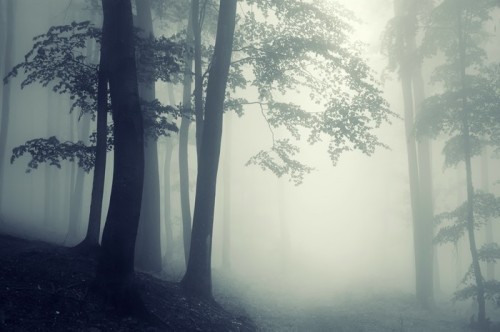 Fototapeta Drzewa przeciw światło w ciemnym lesie