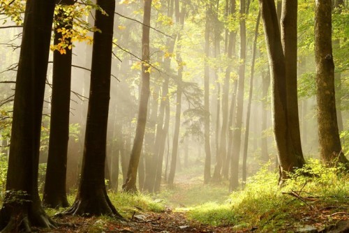 Fototapeta Leśna ścieżka Autumn prowadzi do szczytu góry