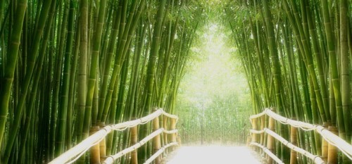 Fototapeta Bamboo Avenue