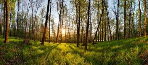 Fototapeta Panorama wiosna las ze słońcem
