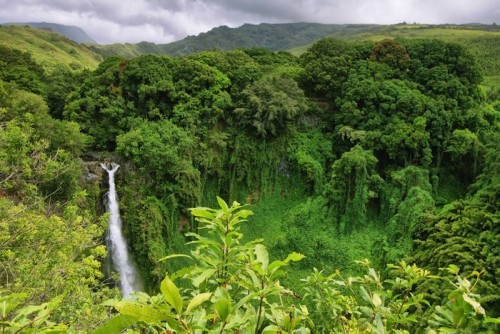 Fototapeta Makahiku spada w Waimoku Falls Trail