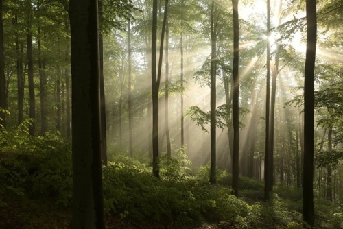 Fototapeta Wschód słońca w lesie po deszczu wiosna bukowego