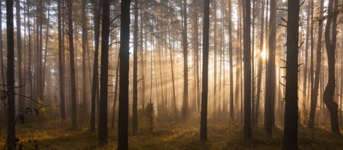Fototapeta Wschód słońca w lesie