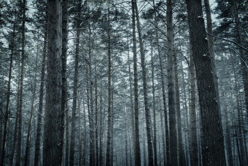 Fototapeta Mrożone zimowy las sosnowy