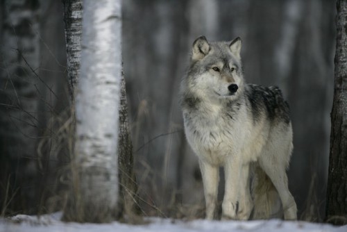 Fototapeta Wilk, Canis lupus