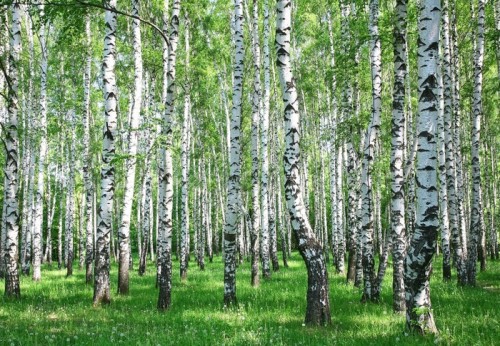 Fototapeta Wiosna brzozowy las z śwież