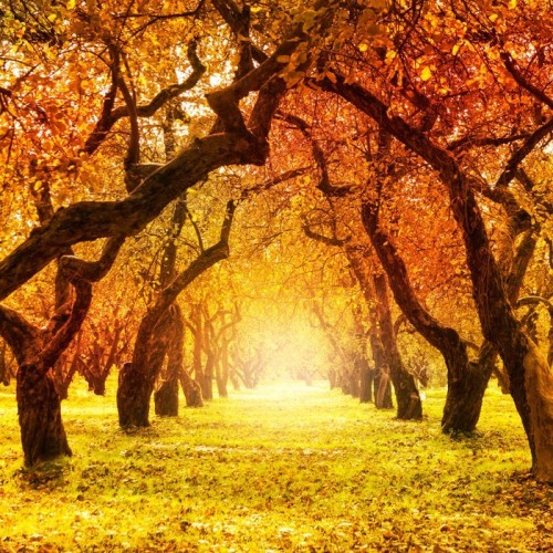 Fototapeta Jesień. spadek. jesienny park