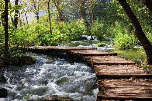 Fototapeta Las Stream Scenery