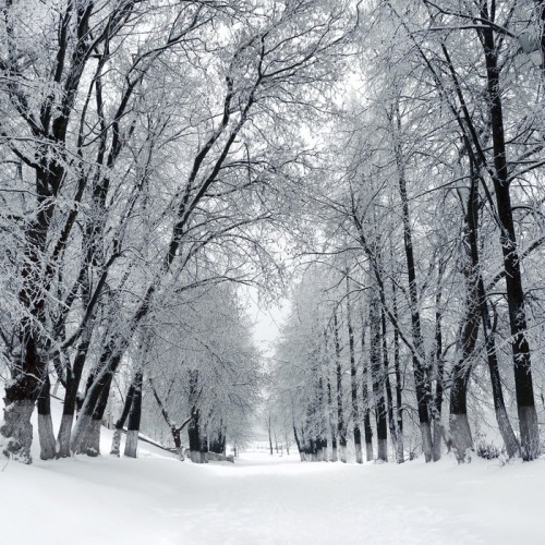 Fototapeta Winter Park, Krajobraz