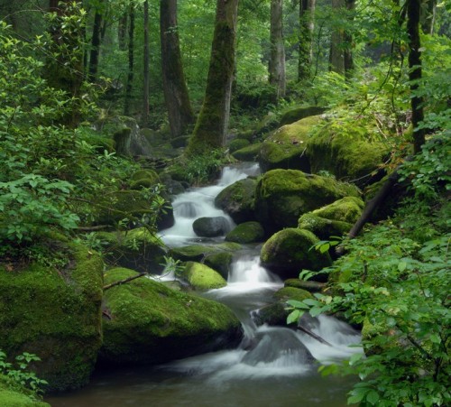 Fototapeta Mossy waterfall