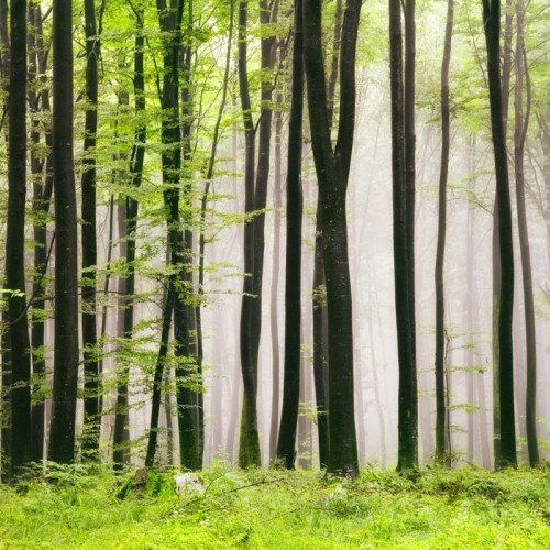 Fototapeta Las wiosną