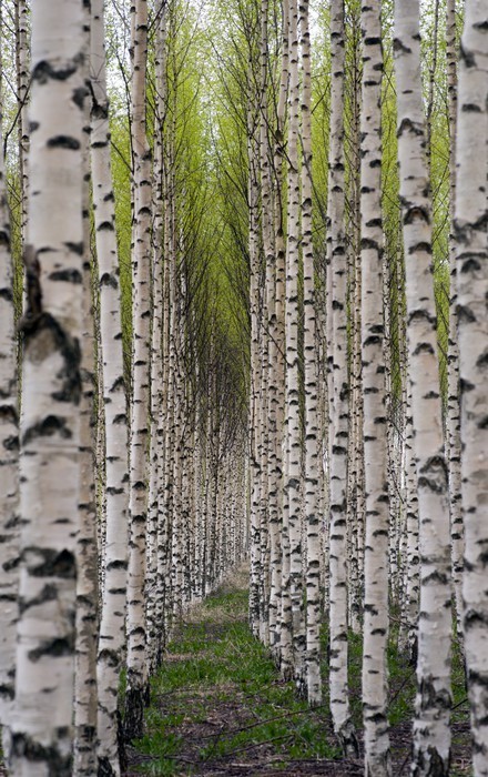 Fototapeta Brzozy
