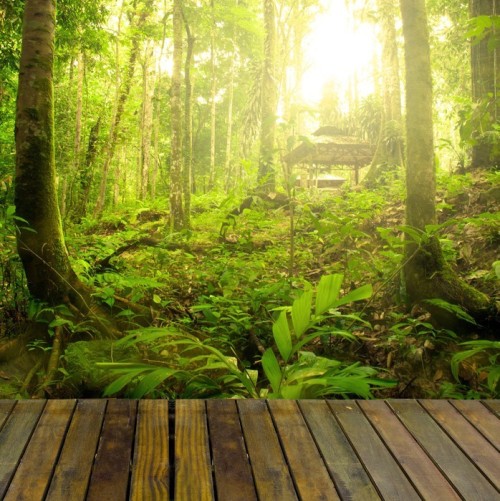 Fototapeta Rainforest z promień światła i desek lesie, nadaje się do prod