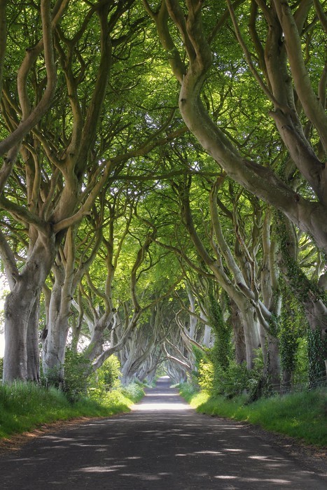 Fototapeta Magiczny las ciemnych Hedges