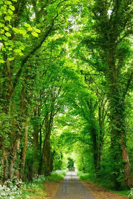 Fototapeta Drogi leśne