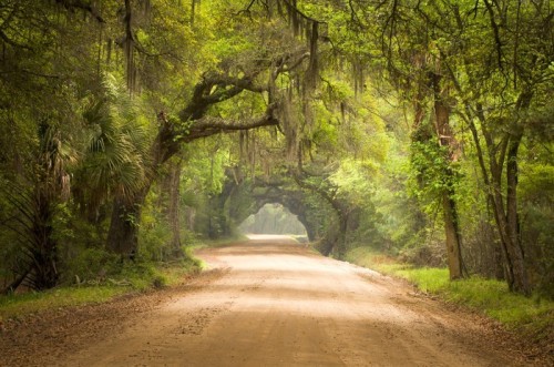 Fototapeta Charleston SC Forest Road Dirt Spanish Moss Południowa Edisto