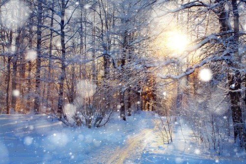Fototapeta Snow w lesie
