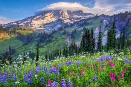 Fototapeta Kwiaty Mt Rainier