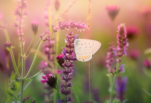 Fototapeta Motyl na dziki kwiat