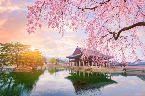 Fototapeta Gyeongbokgung pałac z drzewa wiśni w czasie wiosny w Seulu miasto korea, korea południowa.