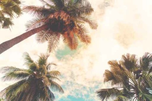 Fototapeta Pejzaż tło brzegu tropic. palm kokosowych nad morzem tropikalnym wybrzeżu, zabytkowe i stylizowane efekt filtra