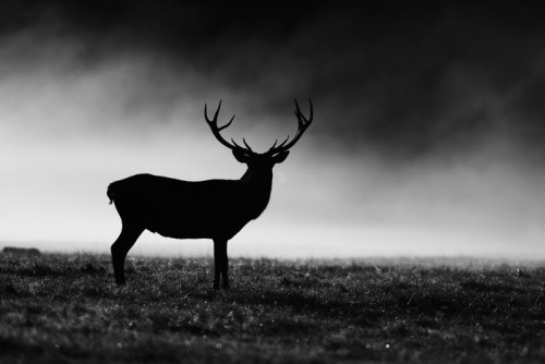 Fototapeta Jeleń w czerni i bieli, wielka brytania