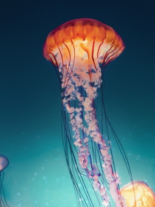 Fototapeta Krzyż przetwarzania meduzy