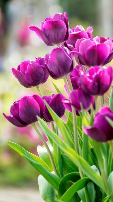 Fototapeta Piękny tulipan kwiat w polu tulipanów w zimowy lub wiosenny dzień