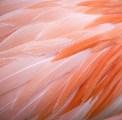 Fototapeta Tło różowy flamingo pióro