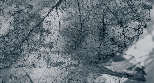 Fototapeta Dachówka, faktura liści
