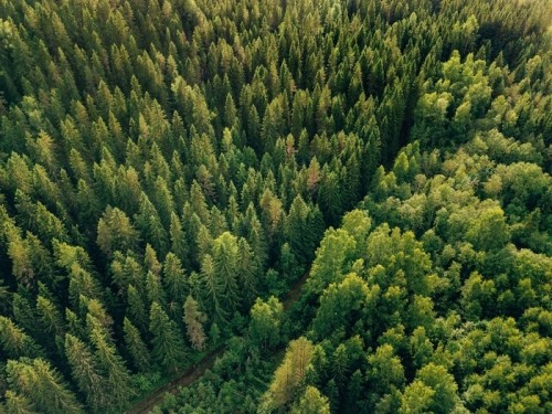 Fototapeta Antenowe widok z góry letnich zielonych drzew i drogi w lesie na obszarach wiejskich Finlandii.