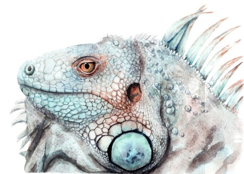 Fototapeta Akwarela rysunek zwierząt - kolor iguana, szkic
