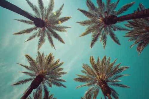Fototapeta Vintage Beverly Hills, Hollywood urzekające Palmy napowietrznych strzał