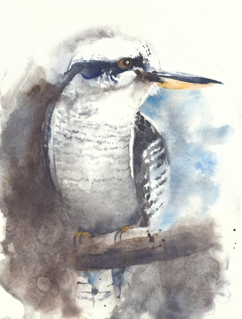 Fototapeta Ilustracja ptak zimorodek Kookaburra akwarela