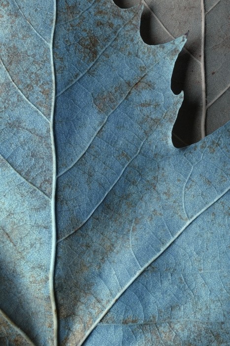 Fototapeta Makro obraz płaskich liści drzewa, naturalne tło