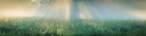 Fototapeta Sonnenaufgang auf einem feld mit baum im nebel
