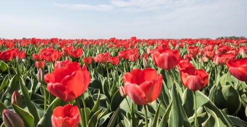 Fototapeta Paski kwiatów tulipanów w kolorach czerwonym, żółtym, pomarańczowym i fioletowym w sezonie kwitnienia w północnej prowincji holenderskiej w kwietniu 2018 r.