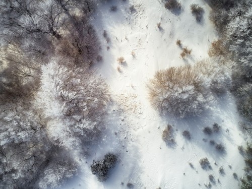 Fototapeta Zimny zimowy poranek w górskim lesie z pokryte śniegiem jodły. wspaniała plenerowa scena starej góry Planiny w Bułgarii. piękno natury pojęcie tła krajobraz - wizerunek strzelający z dronem