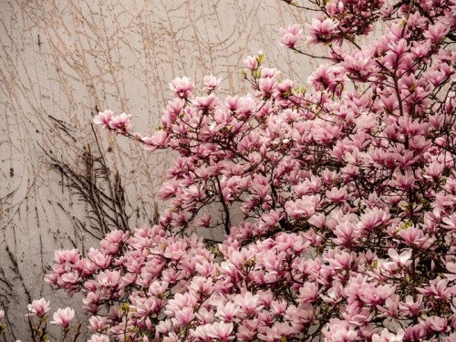Fototapeta Blüten an hauswand mit struktur