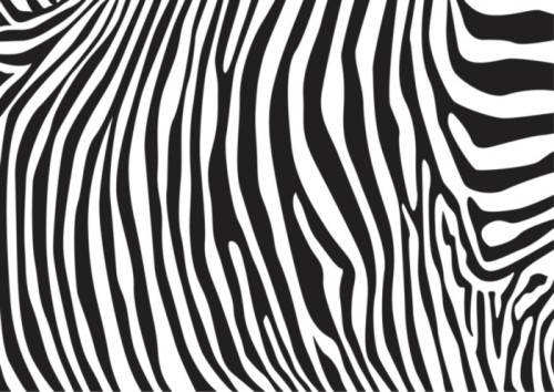 Fototapeta Wzór paski zebry, ilustracja