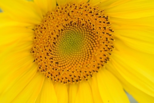 Fototapeta Kwitnący słonecznik. heliotrop. helianthus annuus.4368 zamknąć kwitnący słonecznik. heliotrop. helianthus annuus
