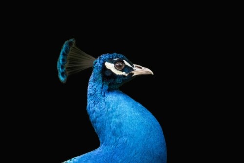 Fototapeta Pfau kopf vor schwarzem hintergrund
