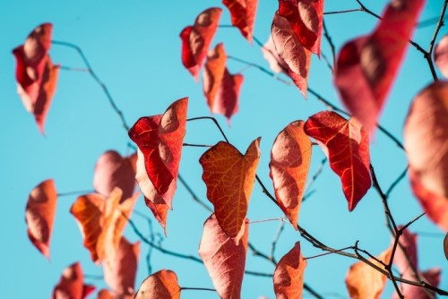 Fototapeta Herbstblätter